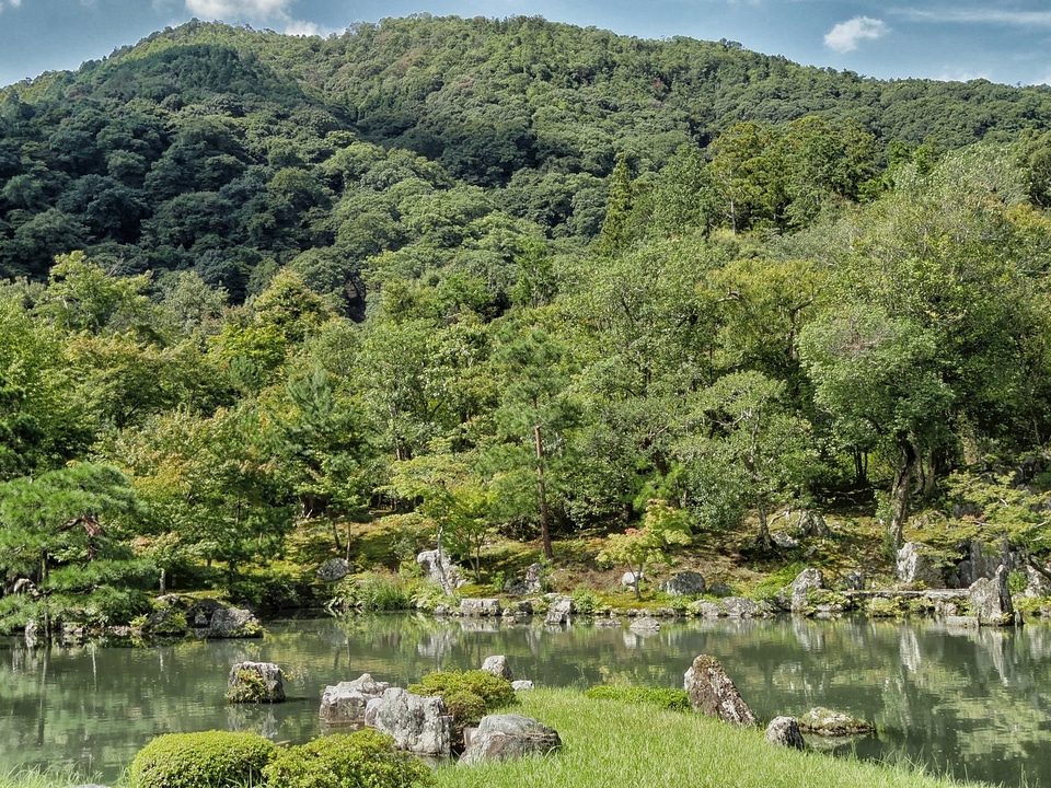 Landscape scenic forest