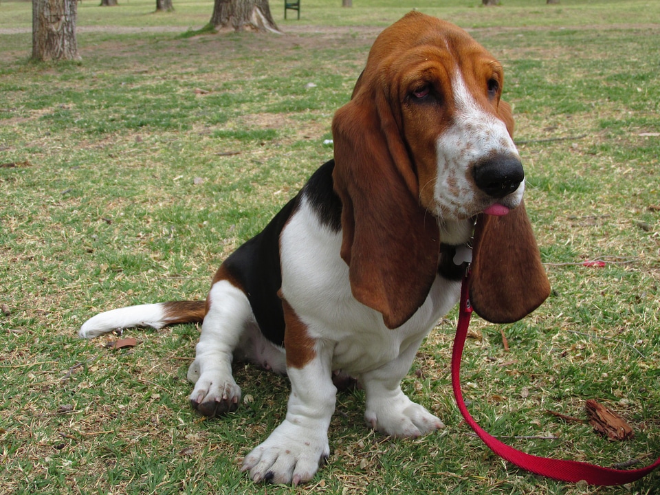 Basset hound dog pet