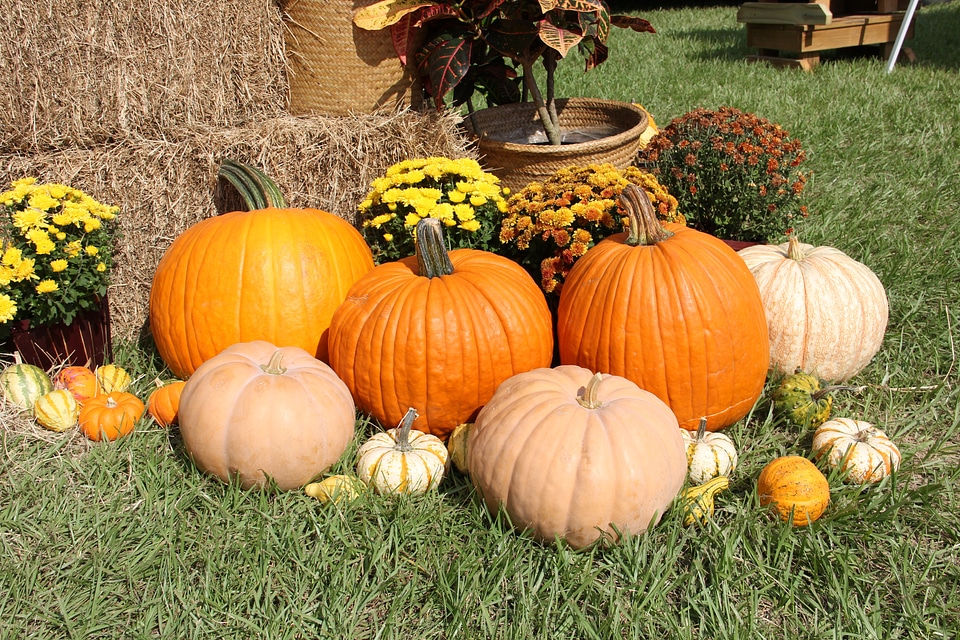 Halloween thanksgiving vegetables