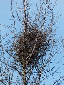 Tree hatchery nesting place photo