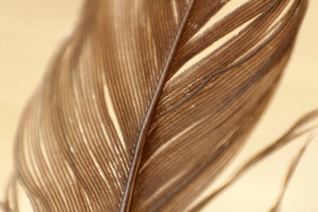 Feathers Plumage photo