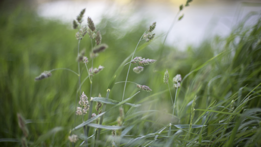 Nature Grass photo