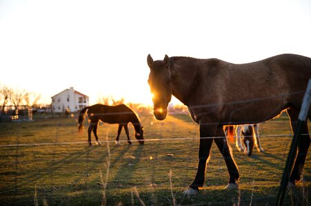 Animals Horses photo