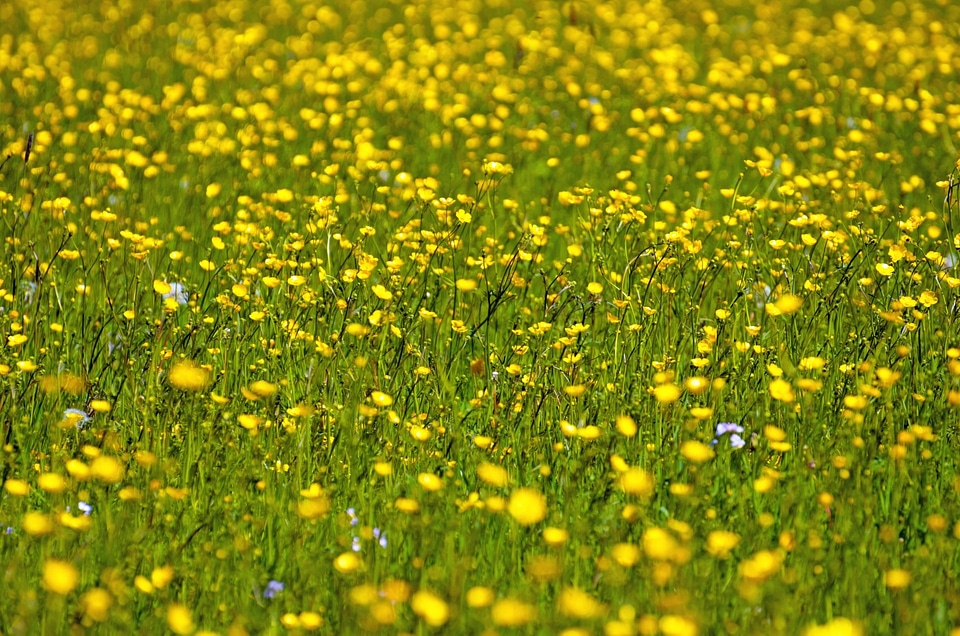 Spring gardening macro