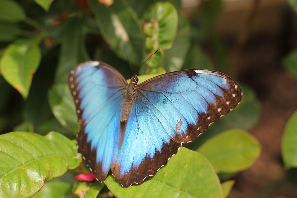 Plant leaf blue