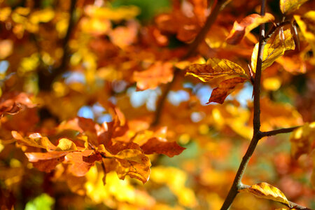 Nature Leaves photo