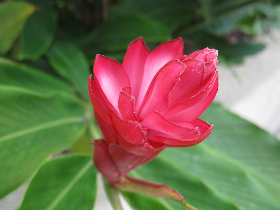 Bloom blossom botany