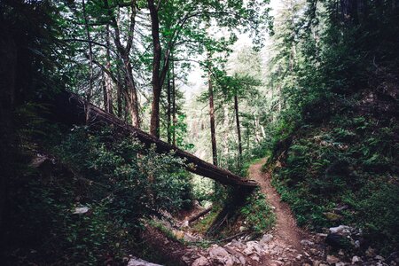 Nature Forests photo