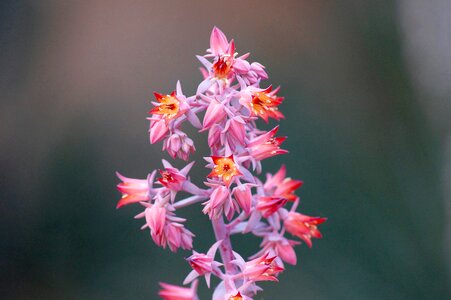 Flowers Nature photo