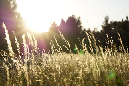 Nature Grasslands photo