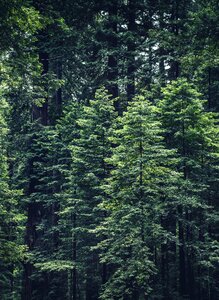 Nature Forests