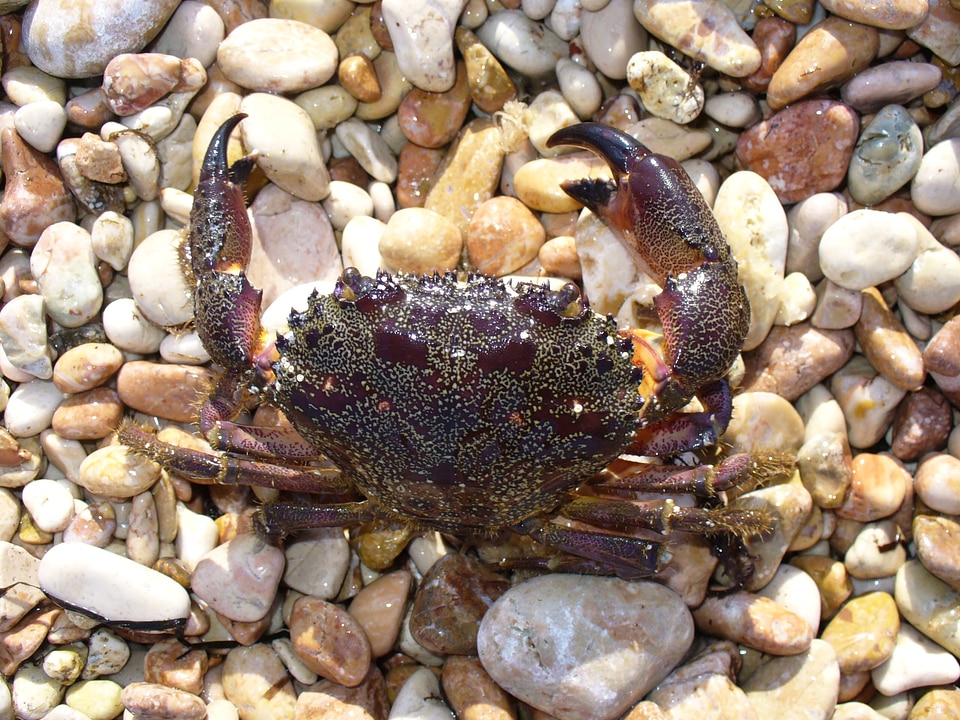 Black food shellfish