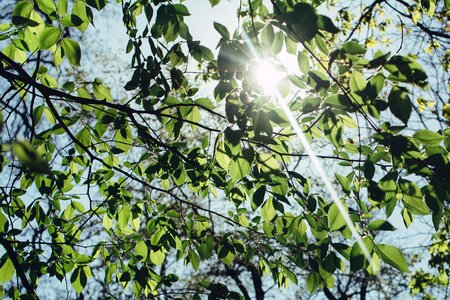 Nature Trees photo