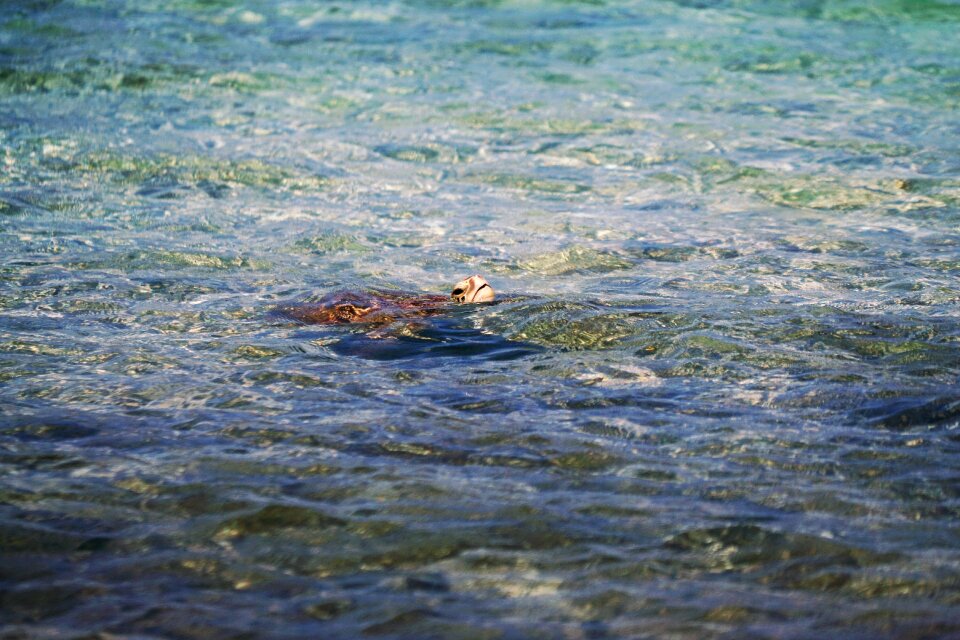 Animals Amphibians