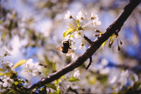 Flowers Nature