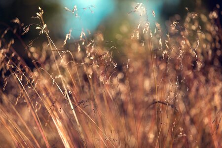 Nature Grass photo