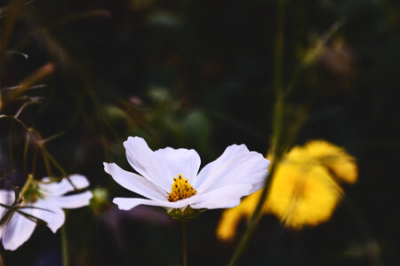 Flowers Nature photo