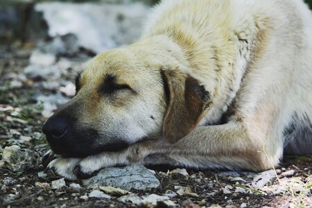 Animals Dogs photo