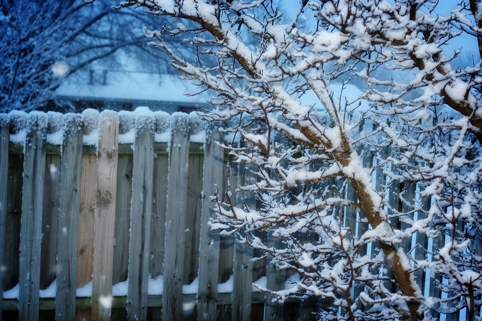 Tree cold garden fence