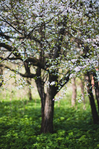 Flowers Nature photo