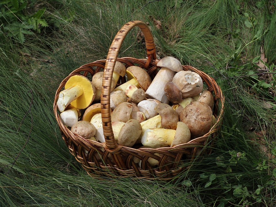 Summer cep iodine bolete fungus