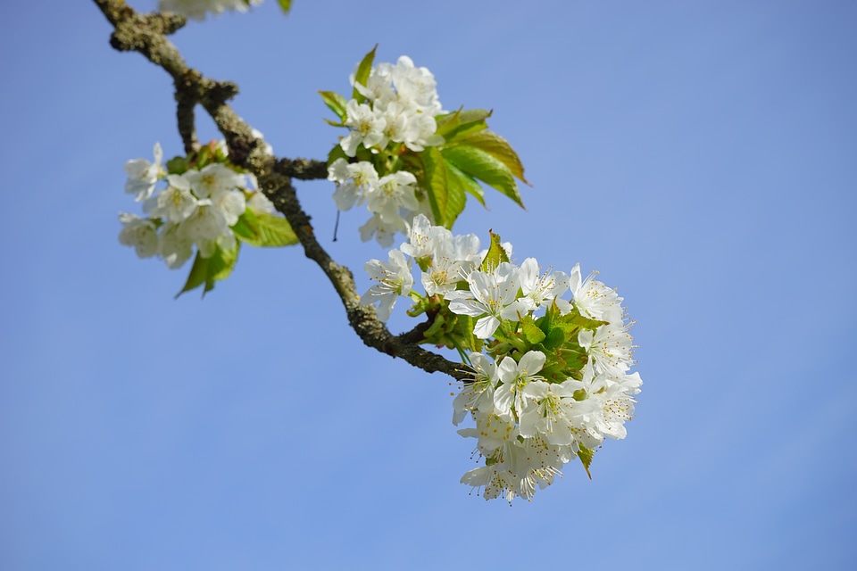 Flowers tree flowering twig