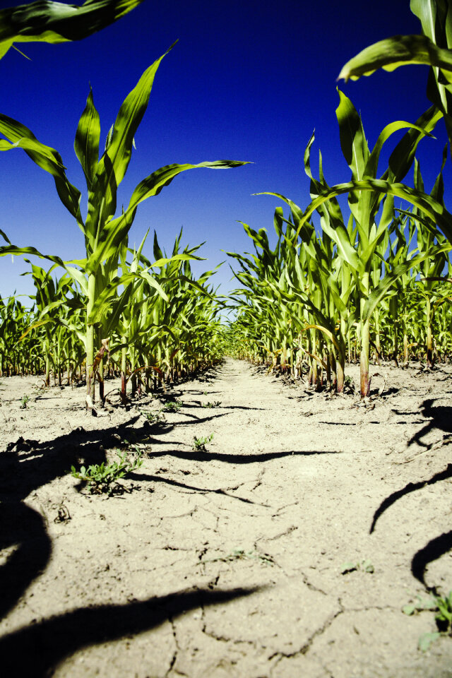 Nature Corn