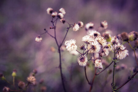 Flowers Nature photo