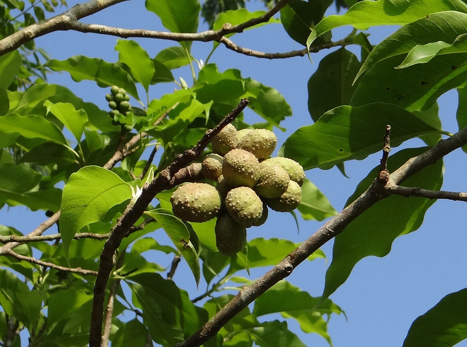 Seedpods seeds kodagu