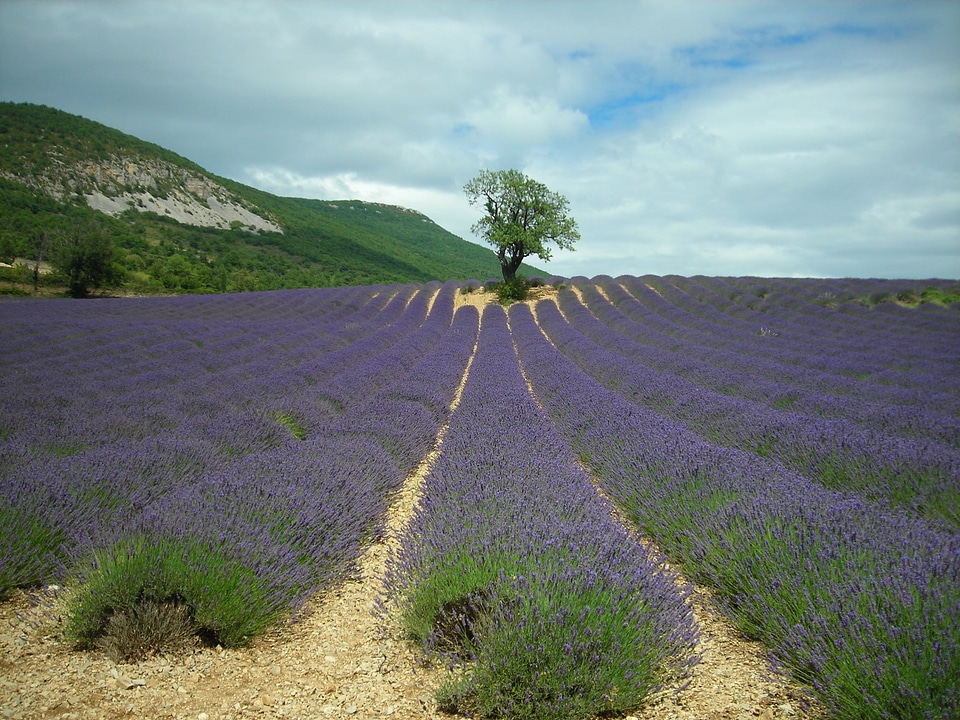 Lavender tree plants