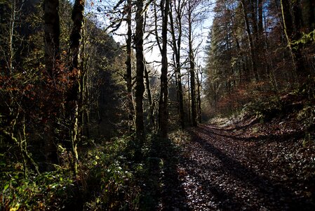 Nature Forests photo