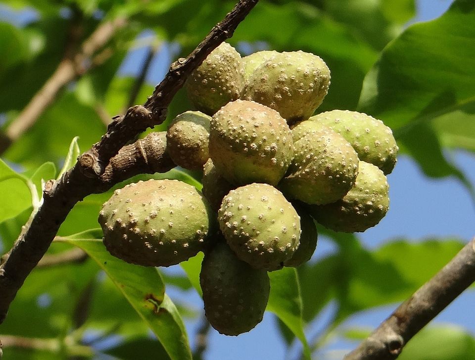 Seedpods seeds kodagu