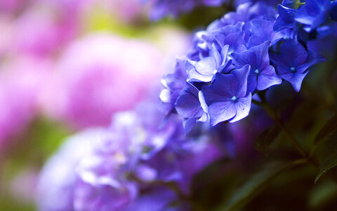 Flowers Nature