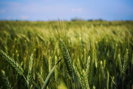 Nature Wheat photo