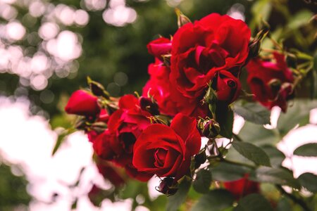 Flowers Nature