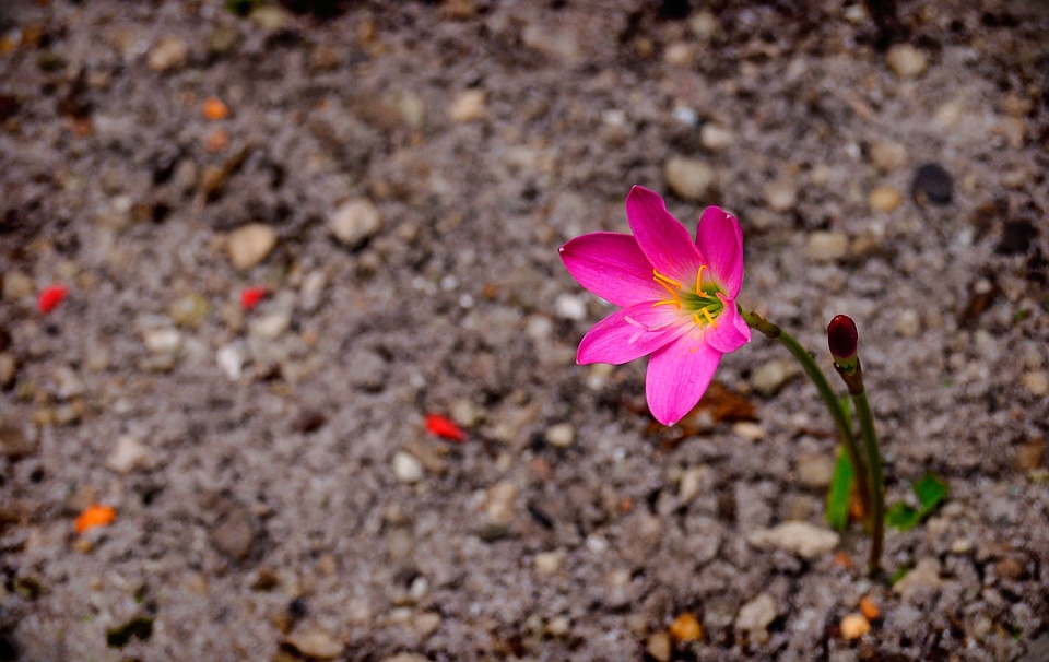Jonquil flower garden