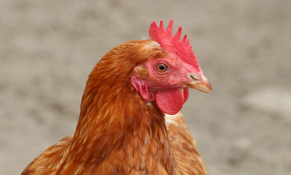 Poultry bird animal