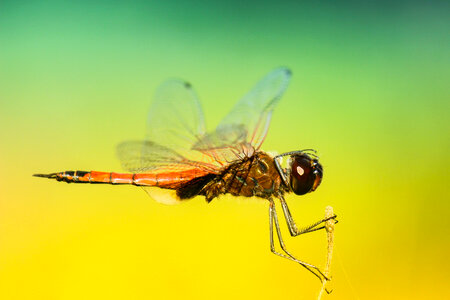 Insects Dragonfly photo
