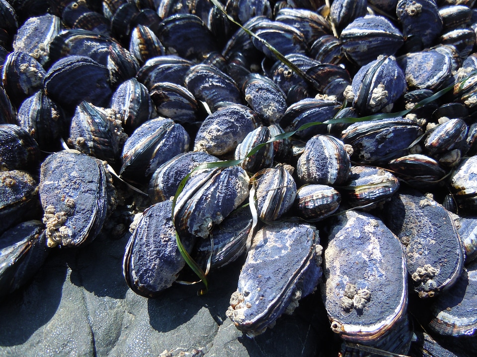 Shell nature marine