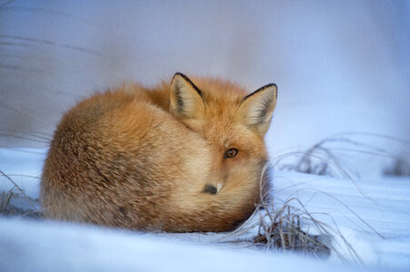Animals Foxes photo