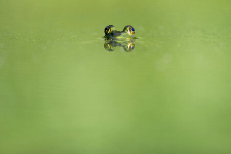 Animals Frogs photo