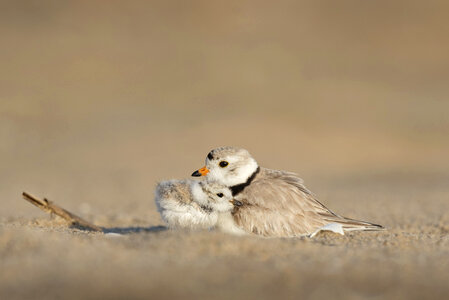 Animals Birds photo