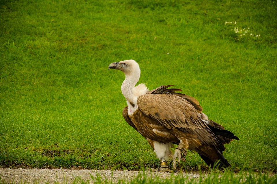 Bird scavengers big bird