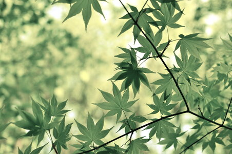 Green Leaves photo