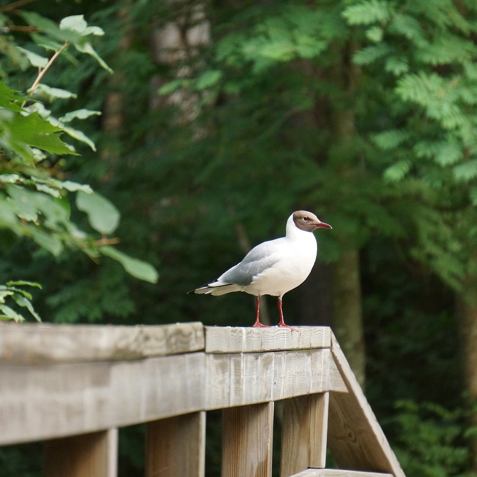 White bird black head on the fence