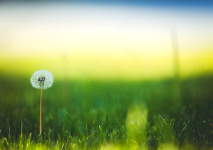 Dandelion Flower photo