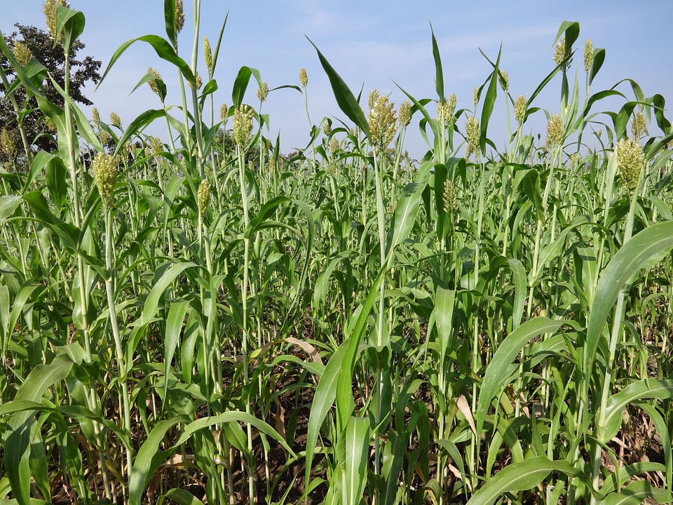 Food grain natural