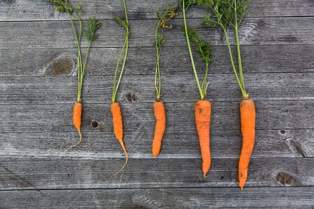 Orange Carrots photo