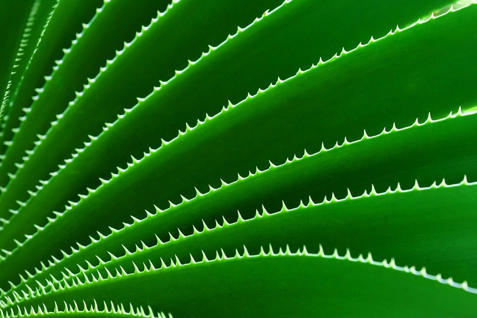 Cactus plant pattern