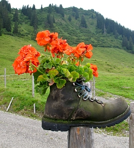 Flowers geranium mountains